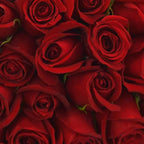 Buquê de 100 Rosas Vermelhas